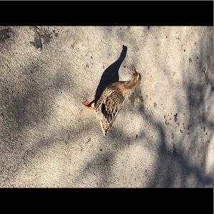 Meet your Posher, Rae